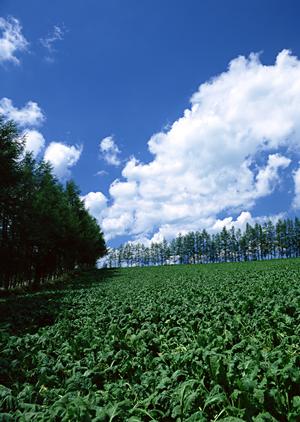 富士葬祭 藤枝御苑：地域に根ざした充実の葬儀サービスと斎場の特徴