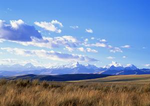 ペット葬儀なら専門の業者に依頼